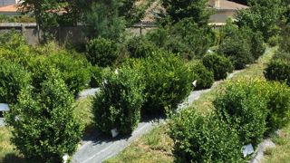 Une visite des essais de diversification sur le buis est prévue en juin 2021 à la station du GIE Astredhor Sud-Ouest, dans le cadre du programme SaveBuxus II. ©L. Hespel